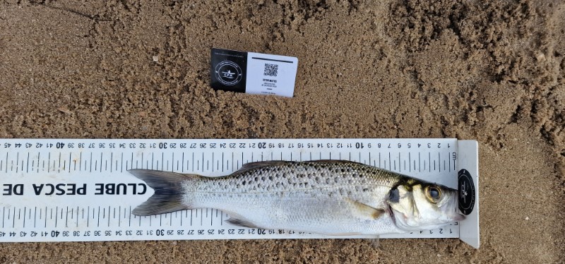 Fish Measure Picture